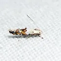 Bottimer's Mompha Moth - Hodges#1429