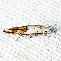 Bottimer's Mompha Moth - Hodges#1429 - photo 2