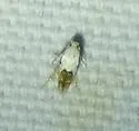 Bottimer's Mompha Moth - Hodges#1429 - photo 3