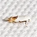 Bottimer's Mompha Moth - Hodges#1429 - photo 4