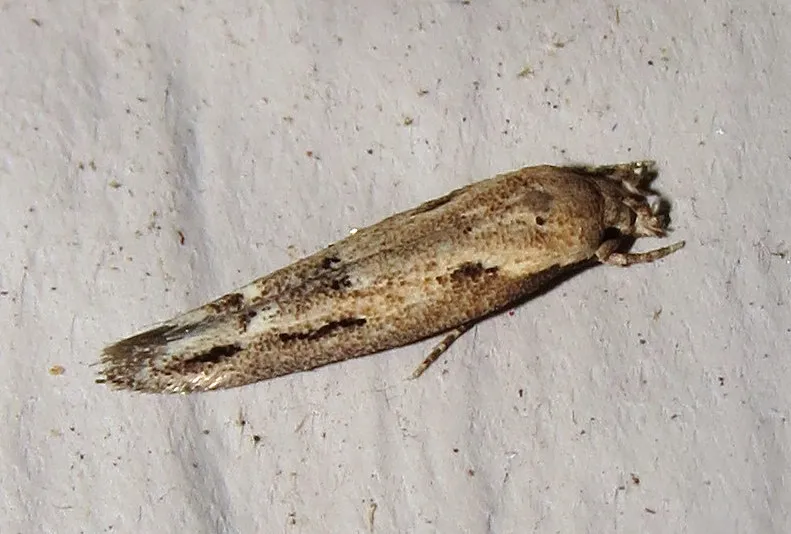 Mompha brevivittella - Hodges#1430 - photo 3