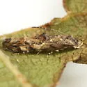 Mompha cephalonthiella - Hodges#1433 - photo 2