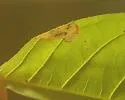 Mompha cephalonthiella - Hodges#1433 - photo 4