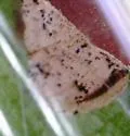 Mompha cephalonthiella - Hodges#1433 - photo 5