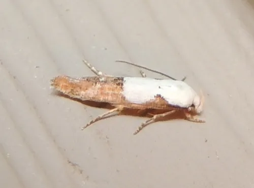Mompha circumscriptella - Hodges#1434 - photo 2