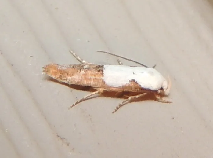 Mompha circumscriptella - Hodges#1434 - photo 3