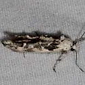 Mompha claudiella - Hodges#1435 - photo 2