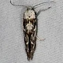 Mompha claudiella - Hodges#1435 - photo 3