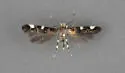 Mompha cleidarotrypa - Hodges#1435.1