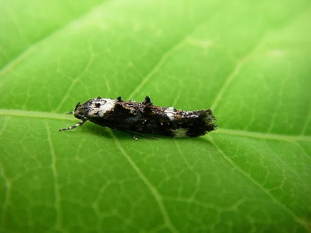 Large Dark Cosmet - photo 3