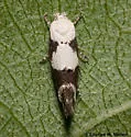 Mompha definitella - Hodges#1440 - photo 2