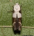 Mompha definitella - Hodges#1440 - photo 3