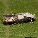 Mompha definitella - Hodges#1440 - photo 4