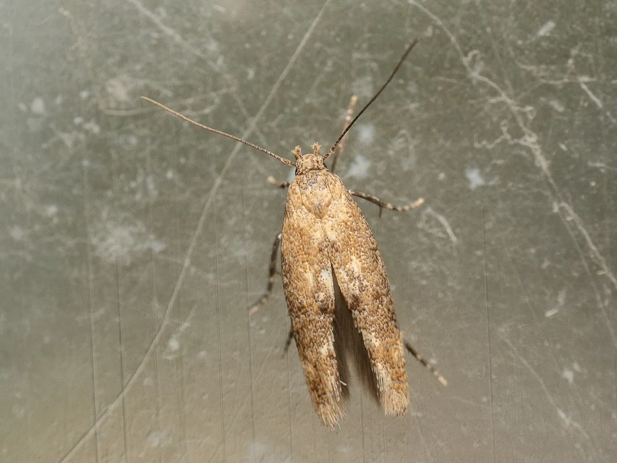 Mompha epilobiella - photo 3