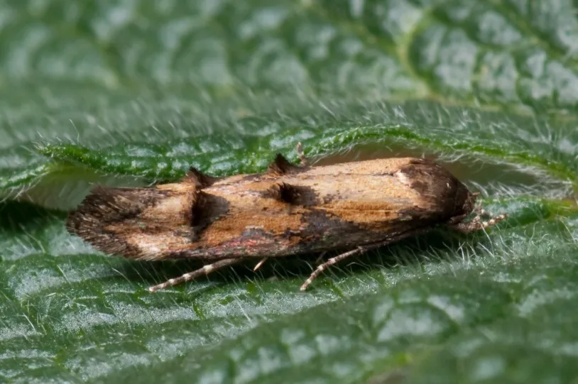 Mompha idaei - Hodges#1457 - photo 2