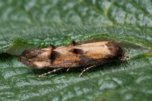 Mompha idaei - Hodges#1457 - photo 3