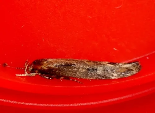 Mompha jurassicella