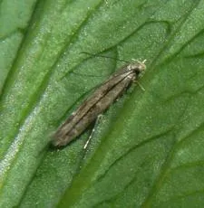 Mompha jurassicella - photo 2