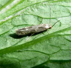 Mompha jurassicella - photo 3