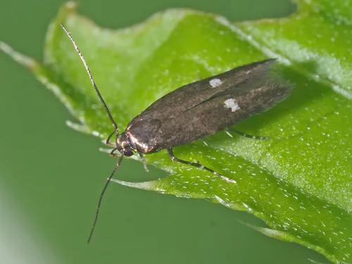 Mompha langiella