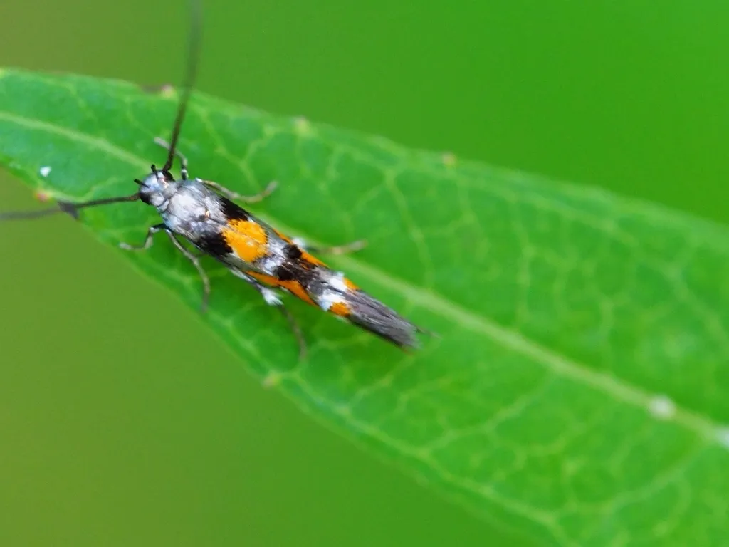 Mompha locupletella - Hodges#1444.1 - Mompha locupletella