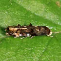 Mompha luciferella - Hodges#1445 - Mompha luciferella