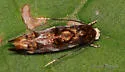 Mompha luciferella - Hodges#1445 - photo 3