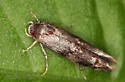 Mompha luciferella - Hodges#1445 - photo 4