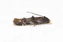 Mompha luciferella - Hodges#1445 - photo 5