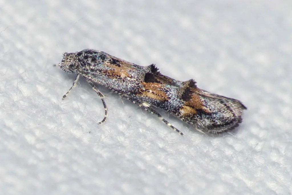 Mompha miscella - photo 2
