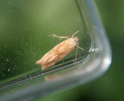 Mompha ochraceella - Mompha ochraceella