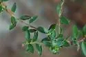 Mompha passerella - Hodges#1450 - photo 2