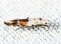 Mompha passerella - Hodges#1450 - photo 4