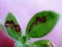 Mompha passerella - Hodges#1450 - photo 5