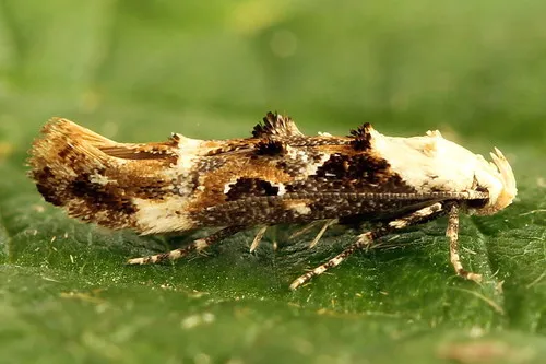 Mompha propinquella