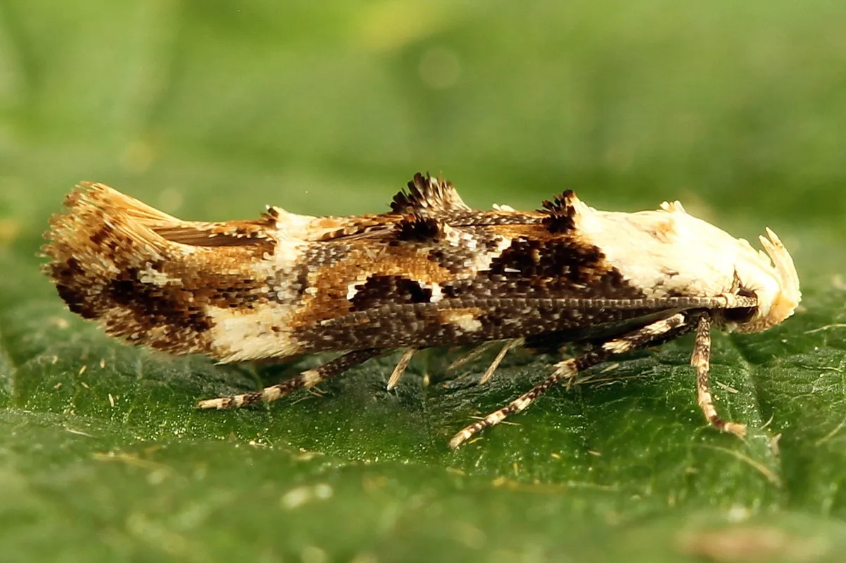 Mompha propinquella - photo 3