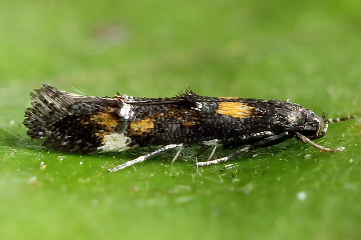 Mompha raschkiella - photo 3