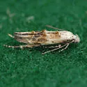 Mompha rufocristatella - Hodges#1453 - Mompha rufocristatella