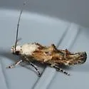 Mompha rufocristatella - Hodges#1453 - photo 2