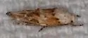 Mompha rufocristatella - Hodges#1453 - photo 4