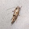 Mompha rufocristatella - Hodges#1453 - photo 5