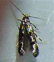 Mompha sexstrigella - Hodges#1454