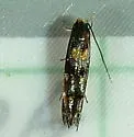 Mompha sexstrigella - Hodges#1454 - photo 2