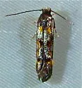 Mompha sexstrigella - Hodges#1454 - photo 3