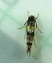 Mompha sexstrigella - Hodges#1454 - photo 5