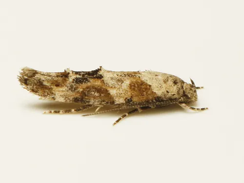 Mompha stellella - Hodges#1455 - photo 3