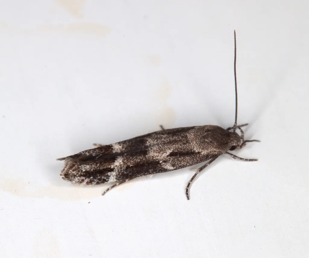 Mompha sturnipennella - Hodges#1448.1 - photo 2