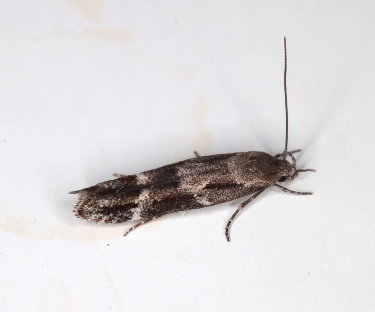 Mompha sturnipennella - Hodges#1448.1 - photo 3