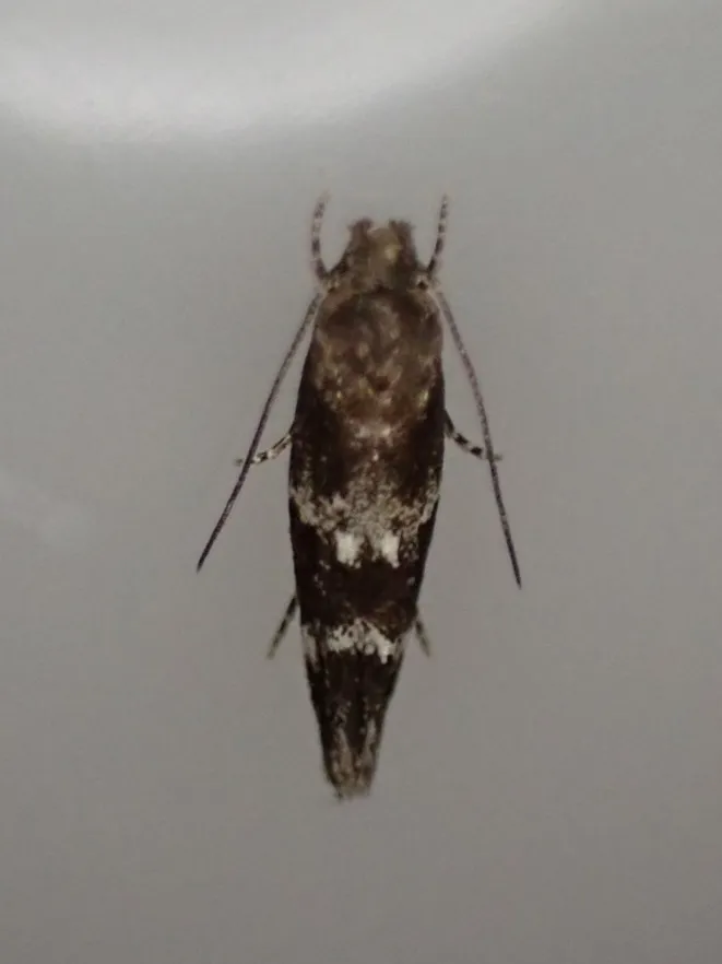 Mompha subbistrigella - photo 3