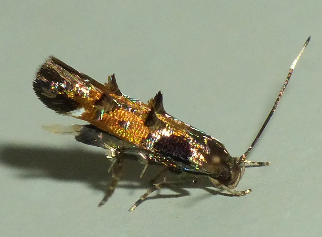 Mompha terminella - Hodges#1456 - photo 3
